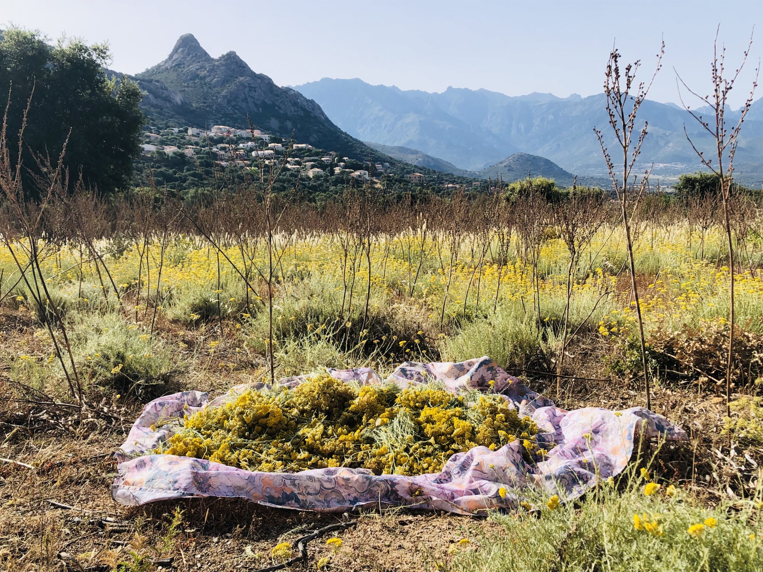 Festival MoVa Danse Musique. Une proposition artistique en plein coeur de la nature !